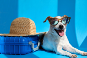 Como é Viajar Com Pet de Avião